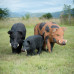 Wildcrete Feral Pig